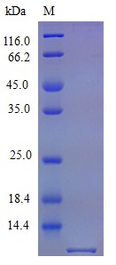 Recombinant Mouse C-X-C motif chemokine 10 protein(Cxcl10) (Active)