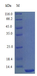 Recombinant Mouse C-X-C motif chemokine 11 protein(Cxcl11) (Active)