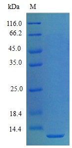 Recombinant Mouse C-X-C motif chemokine 5 protein(Cxcl5) (Active)