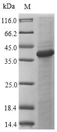 Recombinant Mouse C-type lectin domain family 4 member A(Clec4a),partial