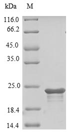 Recombinant Mouse Cell surface hyaluronidase(Tmem2),partial