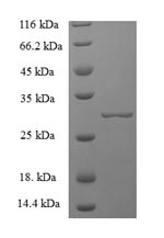 Recombinant Mouse Chymase(Cma1),partial