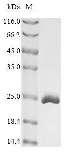 Recombinant Mouse Cold-inducible RNA-binding protein(Cirbp)