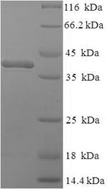 Recombinant Mouse Complement C1q subcomponent subunit A(C1qa),partial