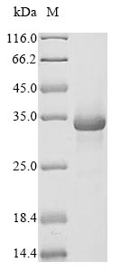 Recombinant Mouse Complement C1q tumor necrosis factor-related protein 3(C1qtnf3)