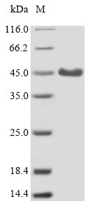 Recombinant Mouse Complement component receptor 1-like protein(Cr1l),partial