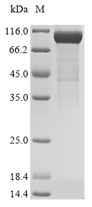 Recombinant Mouse Complement factor I(Cfi)