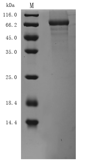 Recombinant Mouse Desmoglein-3(Dsg3),partial (Active)