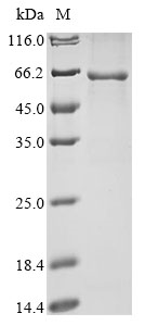 Recombinant Mouse Desmoglein-3(Dsg3),partial