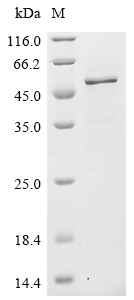 Recombinant Mouse EEF1A lysine methyltransferase 2(Eef1akmt2)