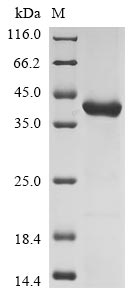 Recombinant Mouse Enoyl-CoA hydratase, mitochondrial(Echs1)(C225S)