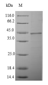 Recombinant Mouse Enteropeptidase(Tmprss15),partial