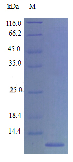 Recombinant Mouse Eotaxin protein(Ccl11) (Active)