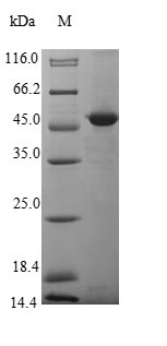 Recombinant Mouse Epidermal growth factor-like protein 8(Egfl8)