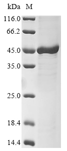 Recombinant Mouse F-box only protein 32(Fbxo32)