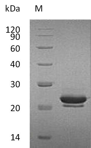 Recombinant Mouse Fibroblast growth factor 17(Fgf17) (Active)