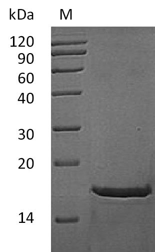 Recombinant Mouse Fibroblast growth factor 2(Fgf2) (Active)