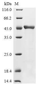 Recombinant Mouse Fructose-bisphosphate aldolase A(Aldoa)