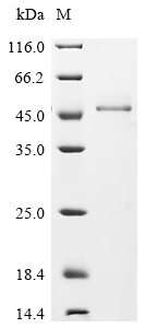 Recombinant Mouse Fructose-bisphosphate aldolase C(Aldoc)