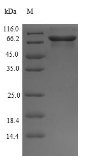 Recombinant Mouse Glucose-6-phosphate isomerase(Gpi)