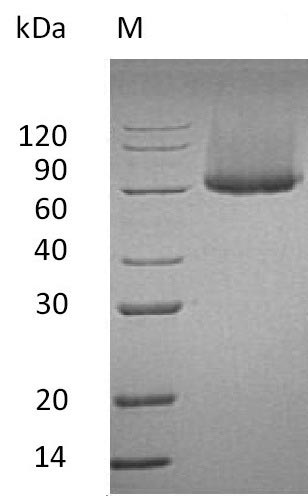 Recombinant Mouse Glypican-1(Gpc1) (Active)