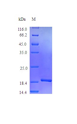 Recombinant Mouse Granulocyte colony-stimulating factor protein(Csf3) (Active)