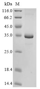 Recombinant Mouse Granzyme K(Gzmk)