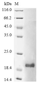 Recombinant Mouse Group 10 secretory phospholipase A2(Pla2g10)