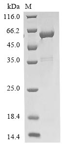 Recombinant Mouse Guanine nucleotide-binding protein G(i) subunit alpha-2(Gnai2)