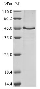 Recombinant Mouse Hyaluronan and proteoglycan link protein 3(Hapln3)