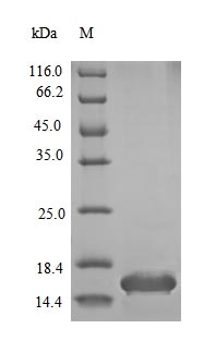 Recombinant Mouse Insulin-1(Ins1)