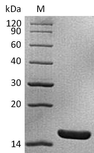 Recombinant Mouse Interleukin-1 alpha(Il1a) (Active)