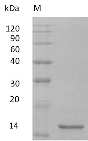 Recombinant Mouse Interleukin-10(Il10) (Active)