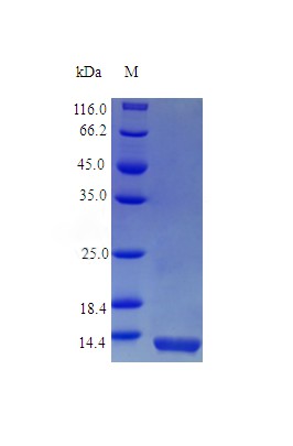 Recombinant Mouse Interleukin-13 protein(Il13),partial (Active)