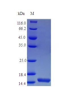 Recombinant Mouse Interleukin-21 protein(Il21) (Active)