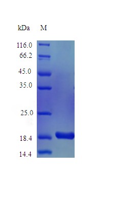 Recombinant Mouse Interleukin-36 alpha protein(Il36a) (Active)