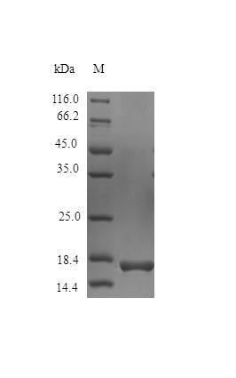 Recombinant Mouse Interleukin-36 gamma protein(Il36g) (Active)