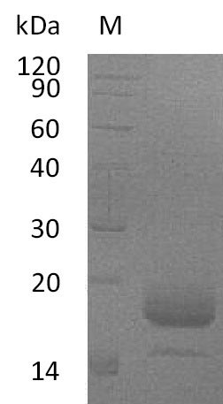 Recombinant Mouse Interleukin-4(Il4) (Active)