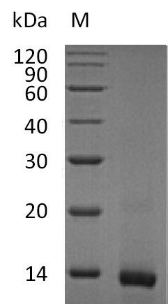 Recombinant Mouse Interleukin-4(Il4),partial (Active)