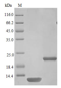 Recombinant Mouse Interleukin-5 protein(Il5) (Active)