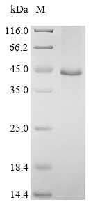 Recombinant Mouse Kielin/chordin-like protein(Kcp),partial