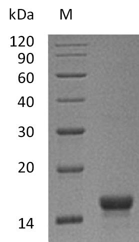 Recombinant Mouse Kit ligand(Kitlg),partial (Active)