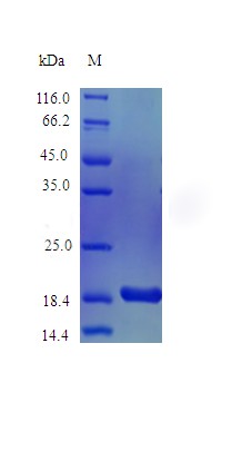 Recombinant Mouse Kit ligand protein(Kitlg) (Active)