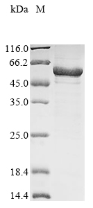 Recombinant Mouse Lipoprotein lipase(Lpl)