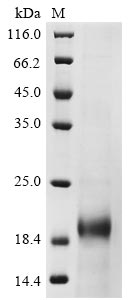 Recombinant Mouse Lymphocyte antigen 6A-2/6E-1(Ly6a)