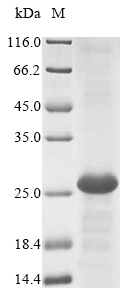 Recombinant Mouse Lymphocyte antigen 75(Ly75) ,partial