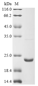 Recombinant Mouse Lymphotoxin-alpha(Lta)