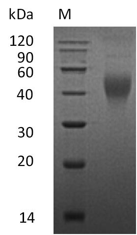 Recombinant Mouse Macrophage colony-stimulating factor 1(Csf1),partial (Active)