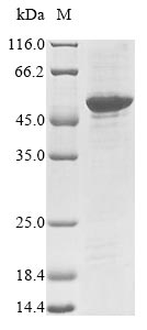 Recombinant Mouse Neural retina-specific leucine zipper protein(Nrl)