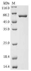Recombinant Mouse Nicotinamide phosphoribosyltransferase(Nampt)(C39S)